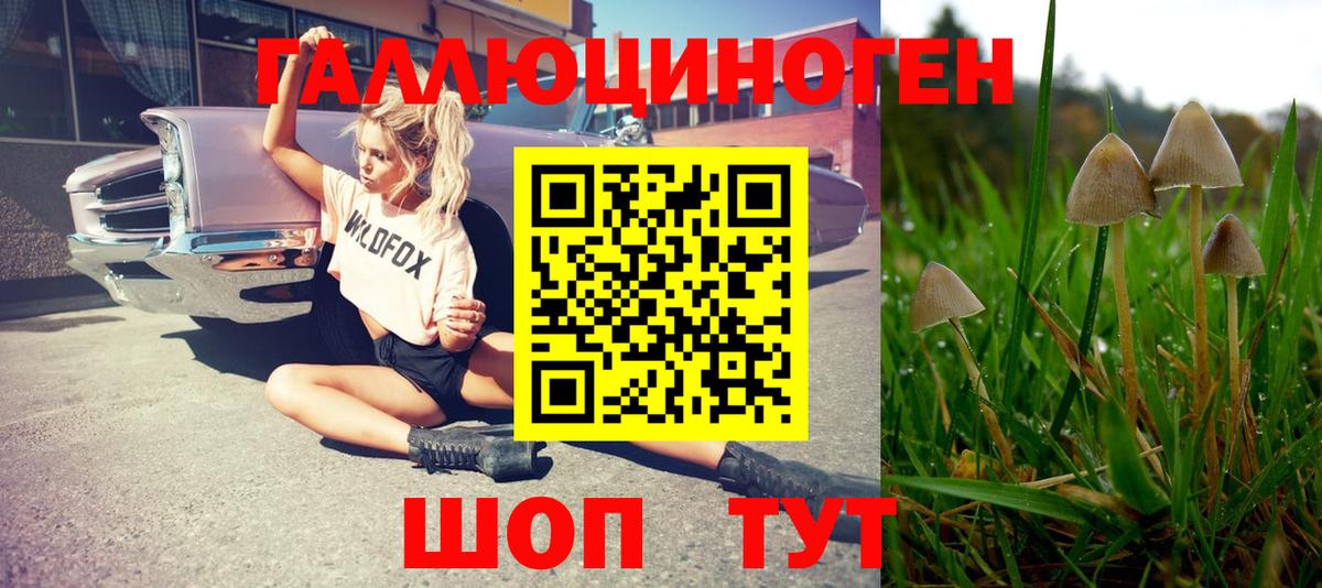 Грозный  Псилоцибиновые грибы GOLDEN TEACHER  Вход с VPN  Псилоцибиновые грибы мицелий 